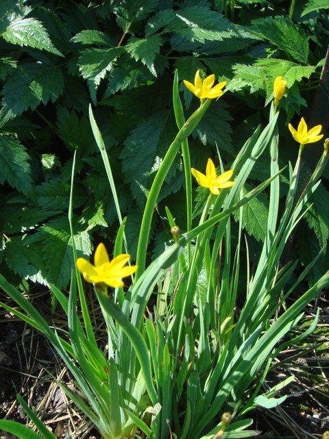 Sisyrinchium californicum